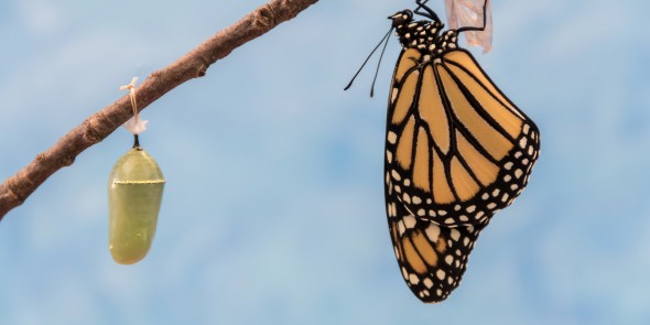 Monarch Butterfly, Danaus plexippuson, emerges from Chrysalis dries wings blue background